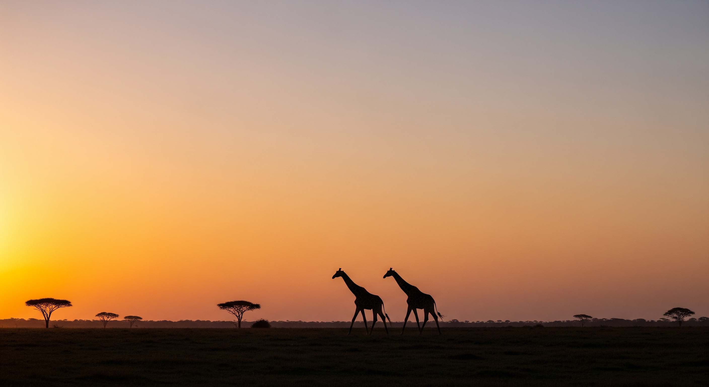 Award Winning African Safaris